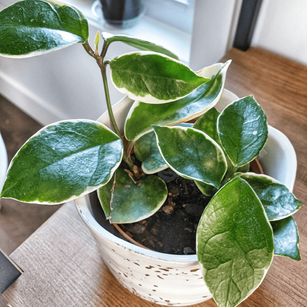 hoya plant