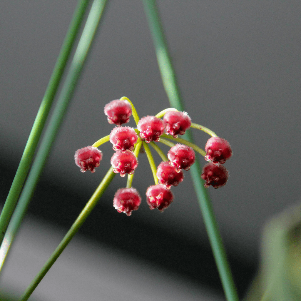 hoya flower