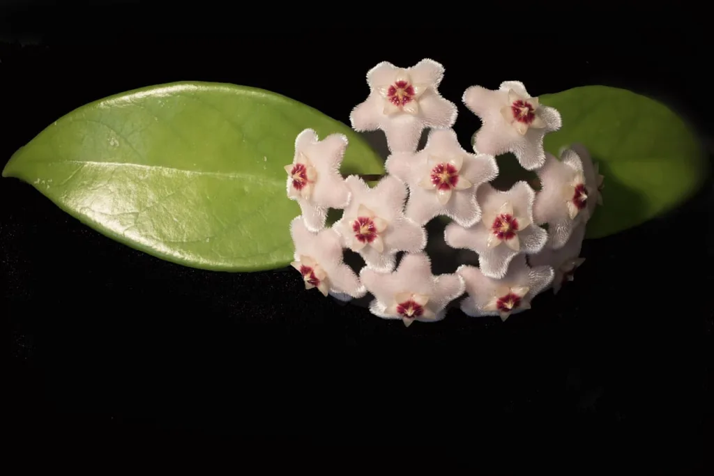 hoya carnosa