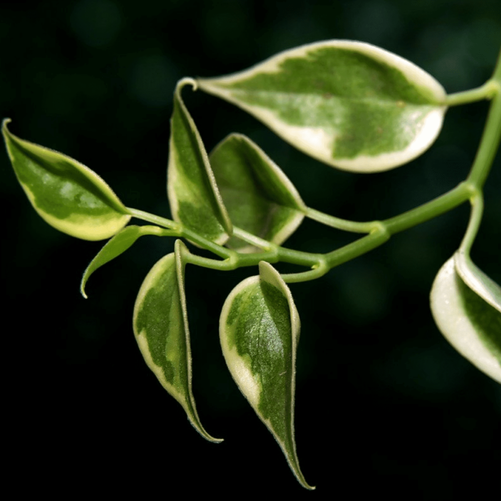 10 Unique Hoya Varieties That Every Plant Lover Should Know About