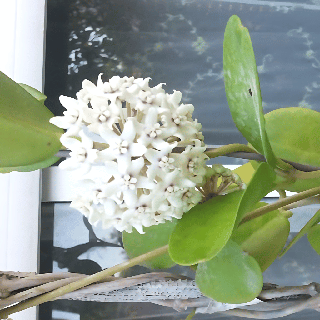 Hoya Australis