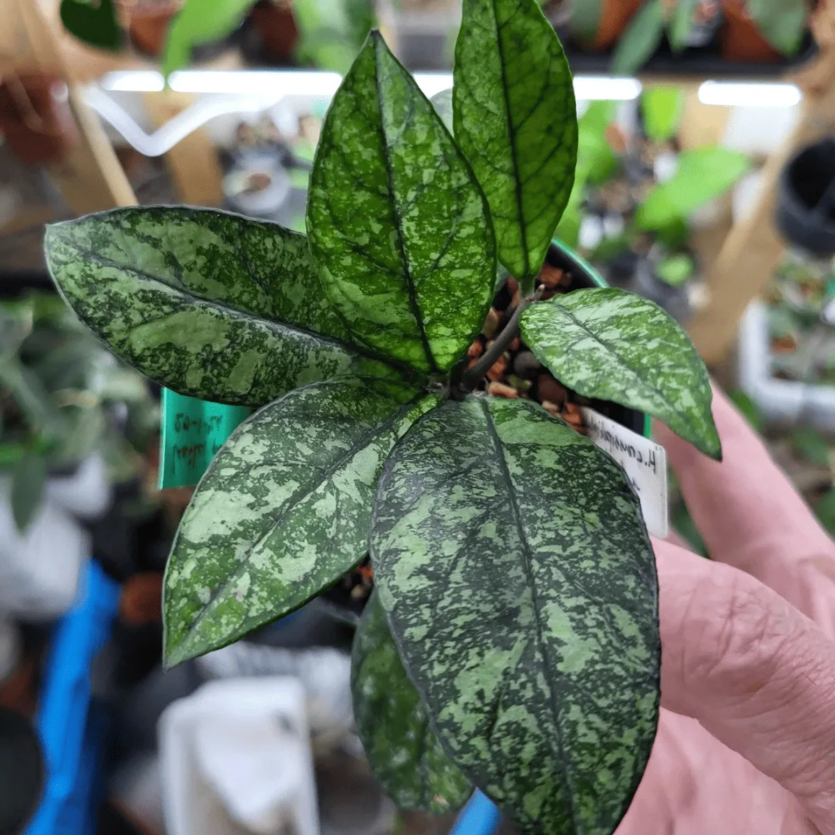 Hoya Crassipetiolata