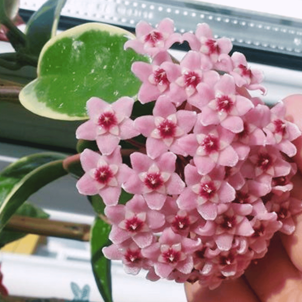 Hoya Krimson Queen