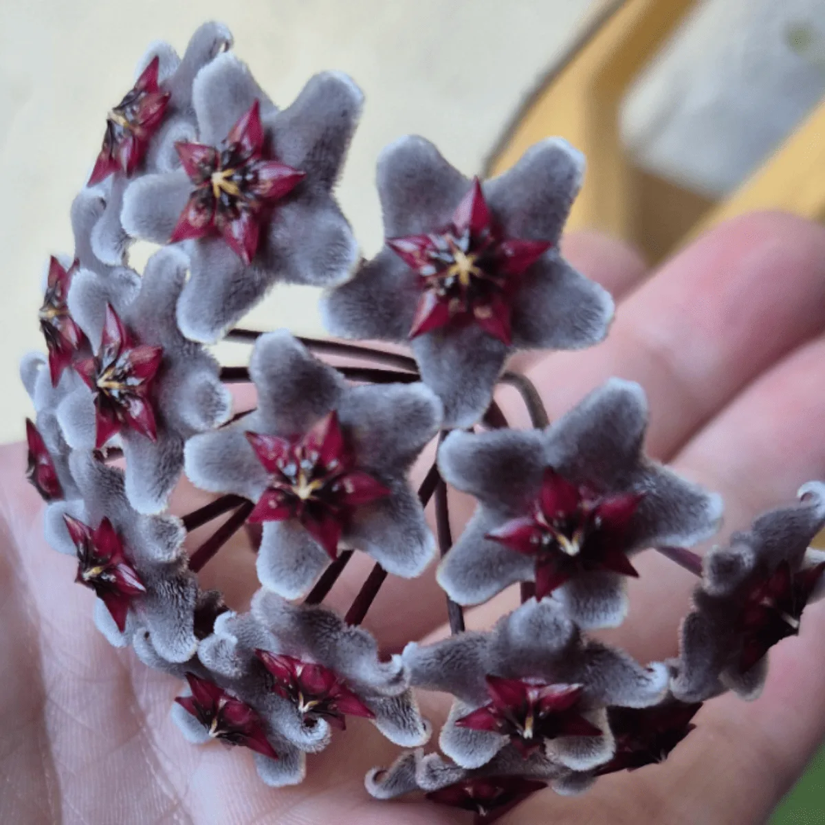 Hoya Pubicalyx Chimera