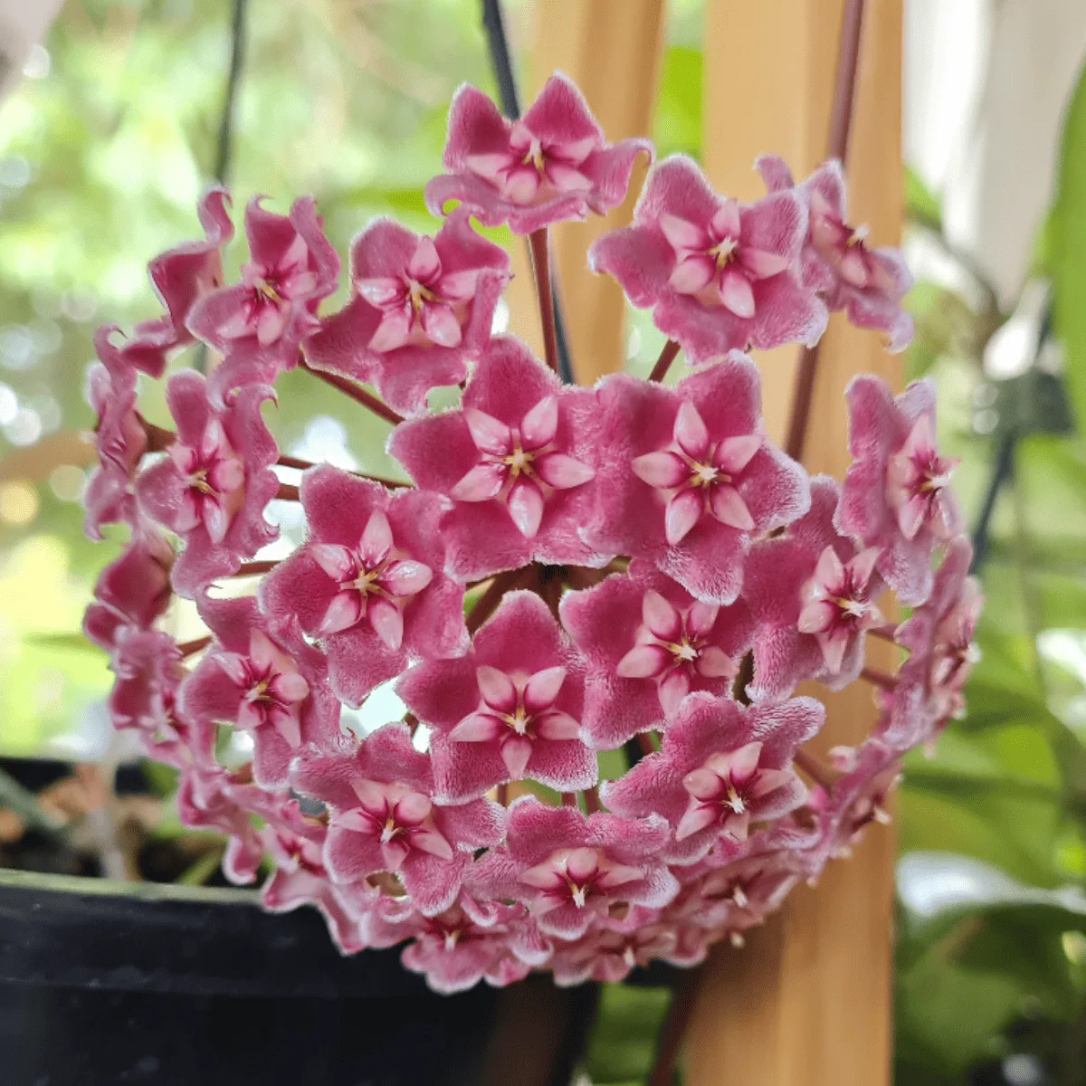 Hoya Pubicalyx Pink Silver
