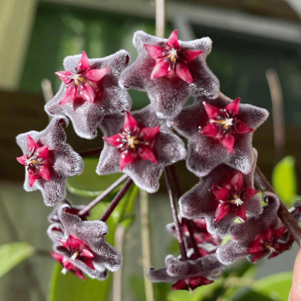 Hoya Pubicalyx Red Buttons