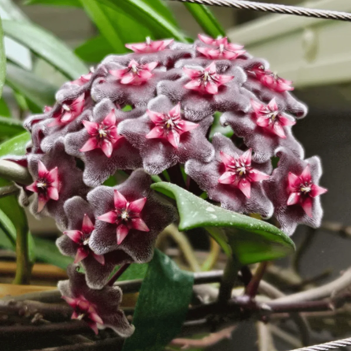 Hoya Pubicalyx Royal Hawaiian Purple