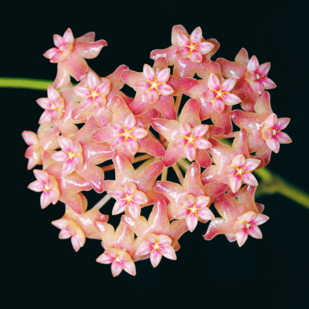 Hoya Tropical