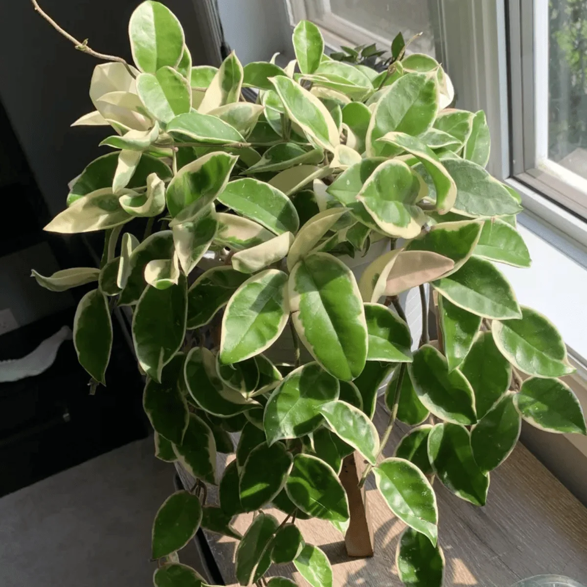Hoya Krimson Queen