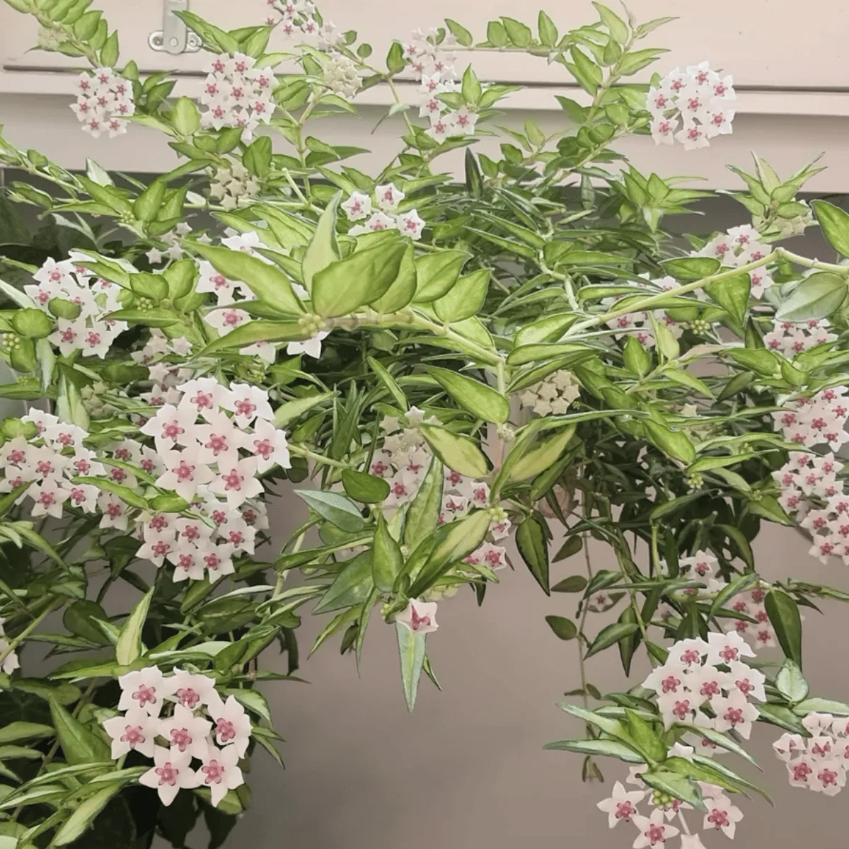 hoya bella