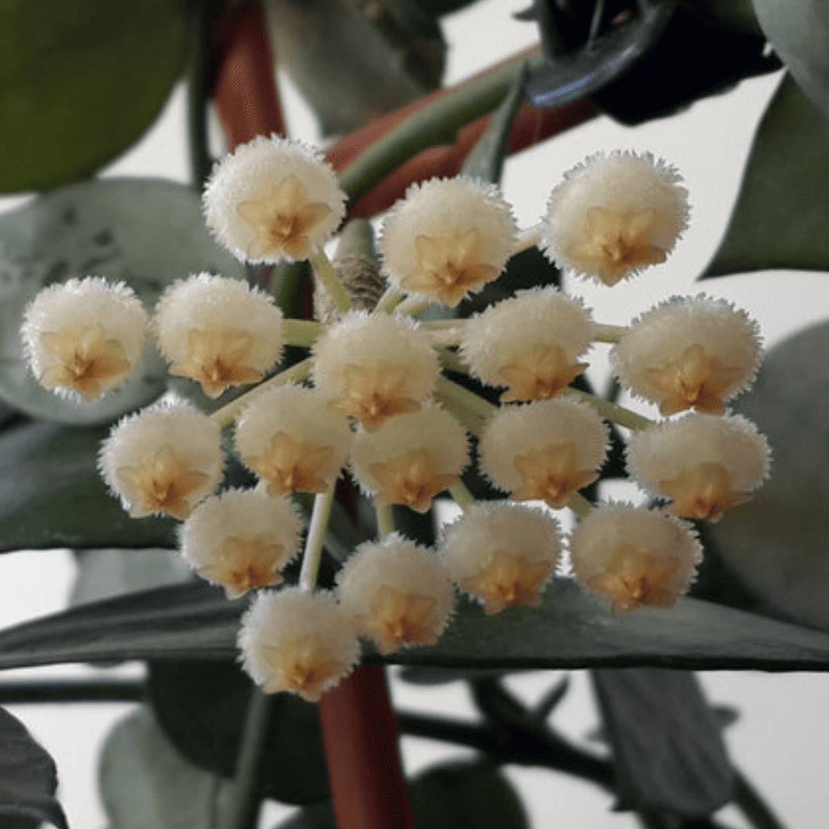 hoya lacunosa