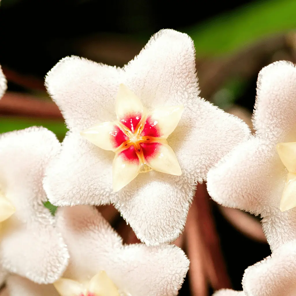 hoya plant care