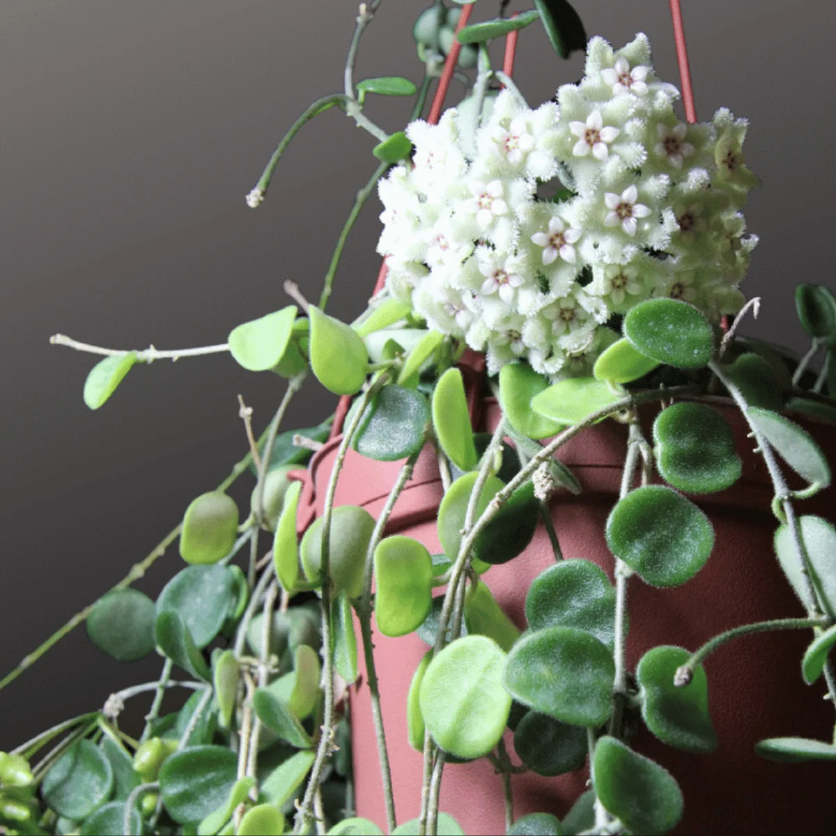 Unique and Beautiful Plant