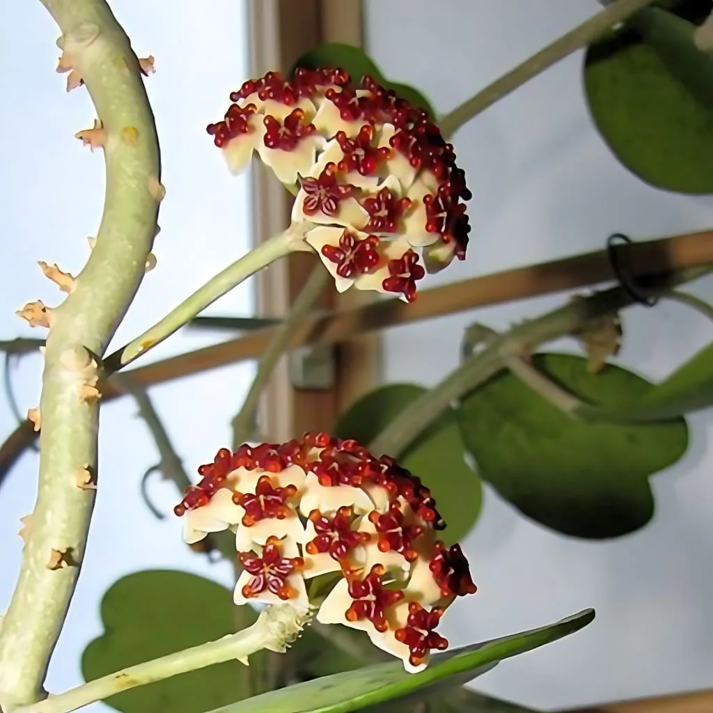 hoya kerrii