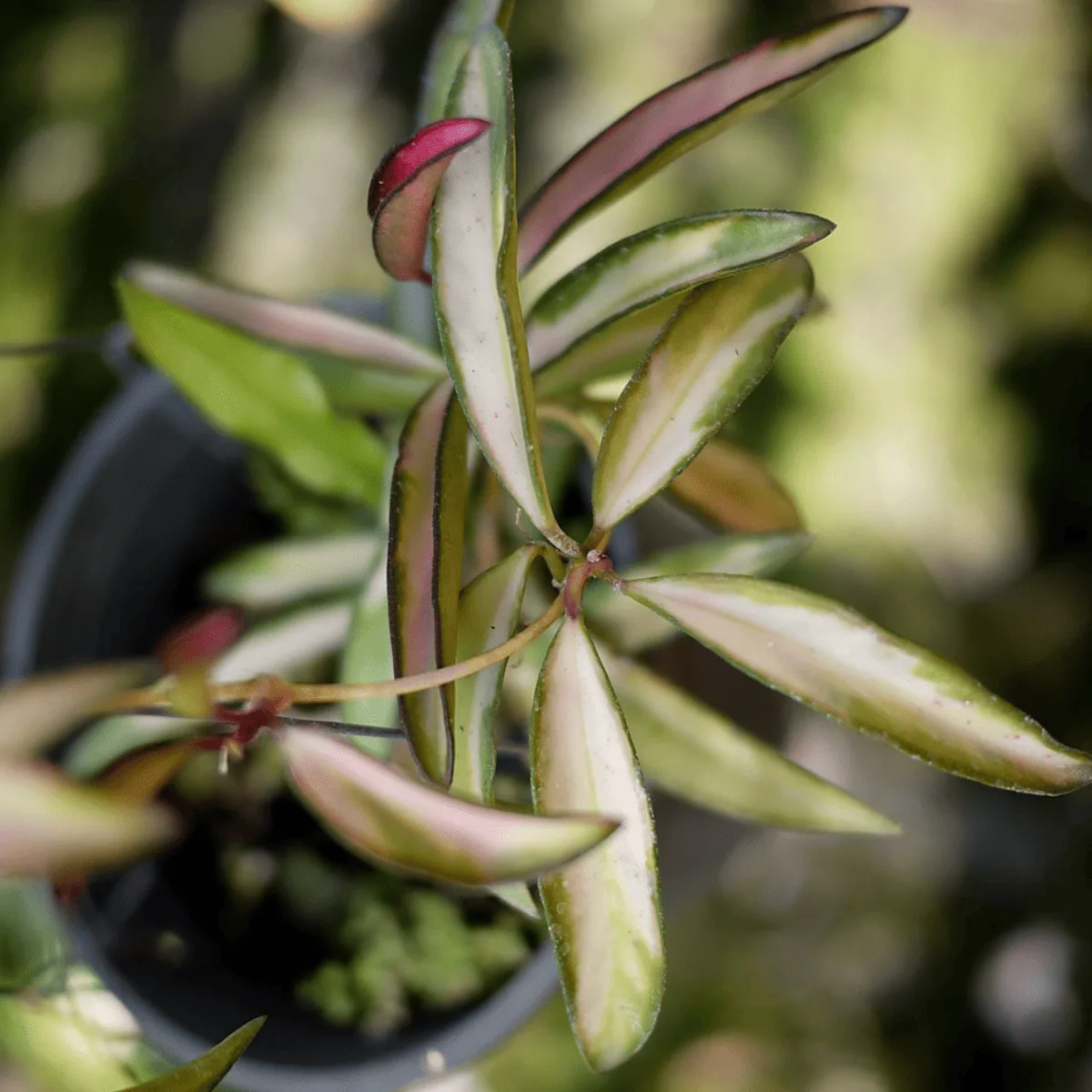 Hoya Kentiana