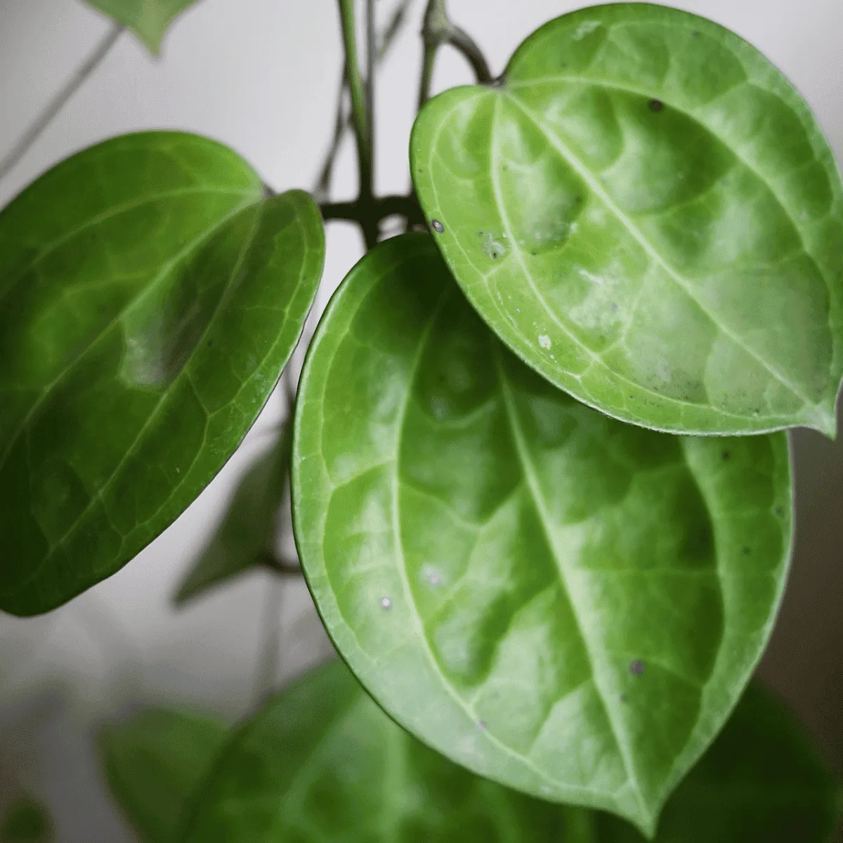 Hoya Latifolia