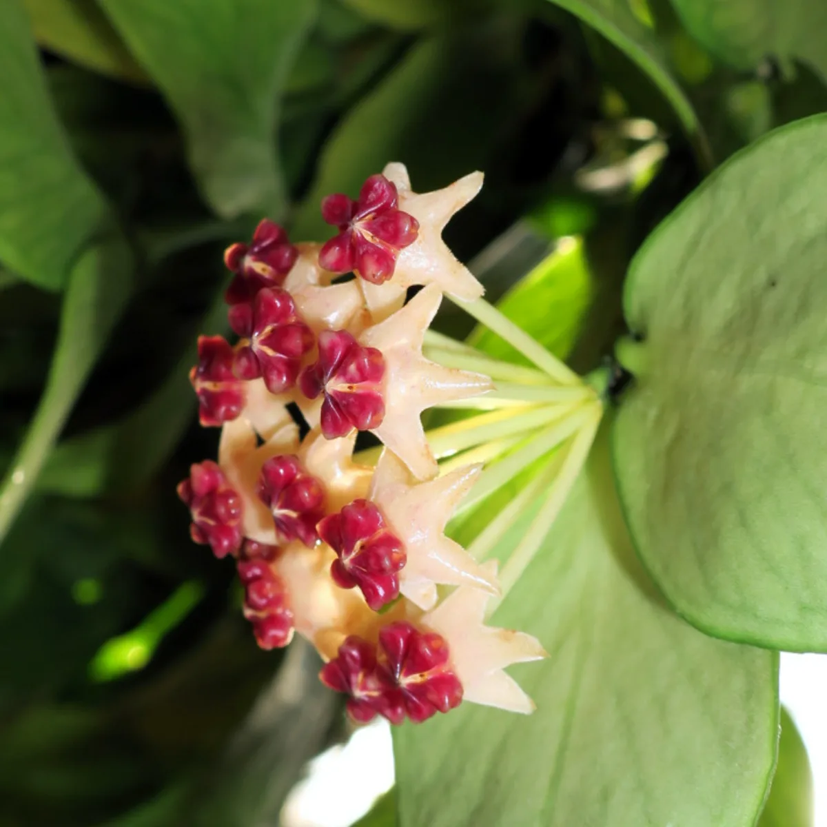 Hoya Polyneura Care: How to Grow the Stunning Fishtail Hoya - HoyaPlantCare