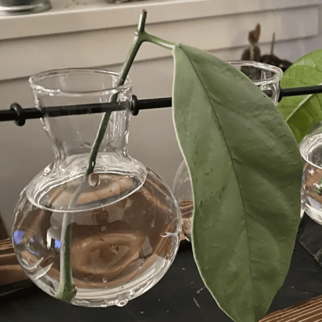 Propagation