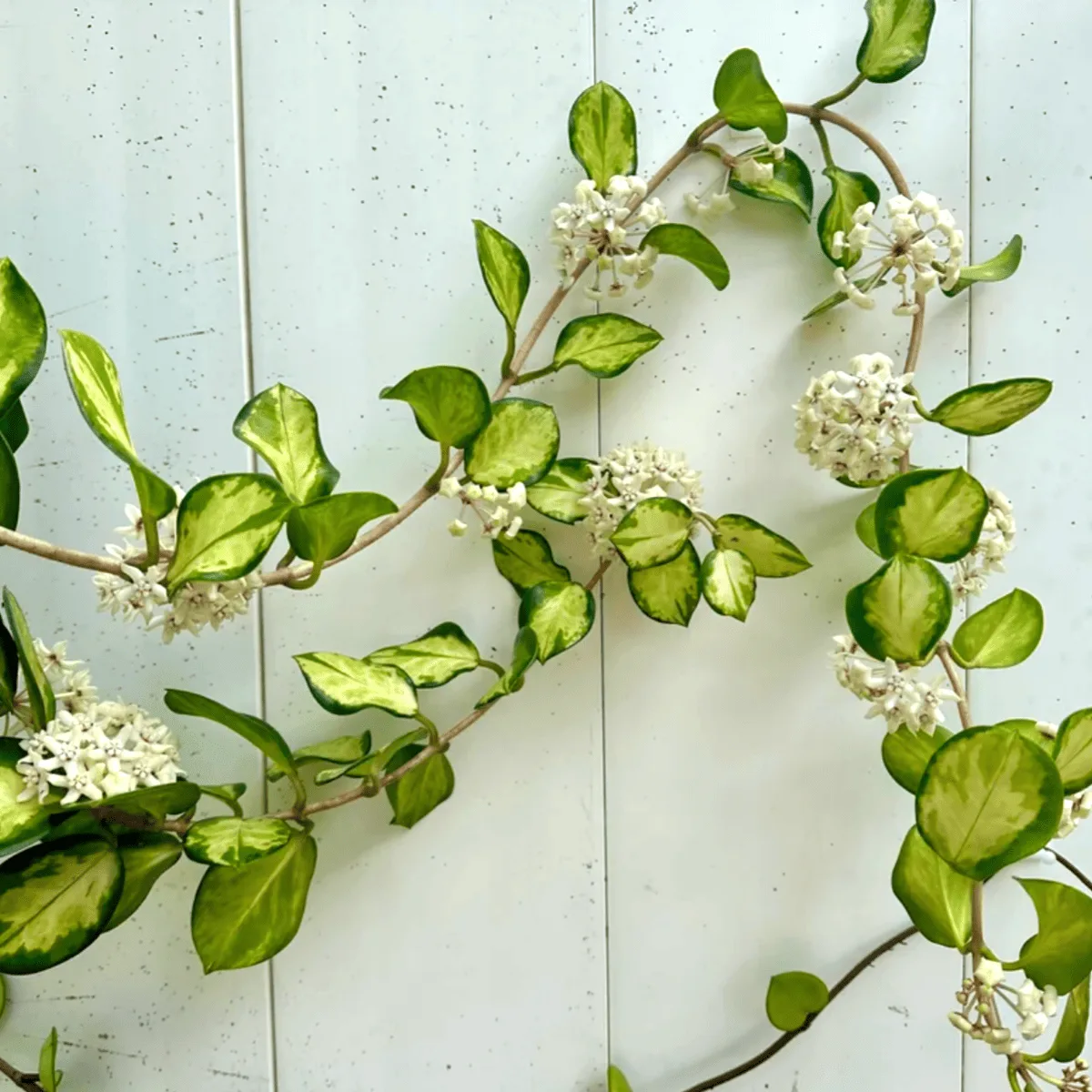 Hoya plant with green and cream variegated leaves and white star-shaped flowers