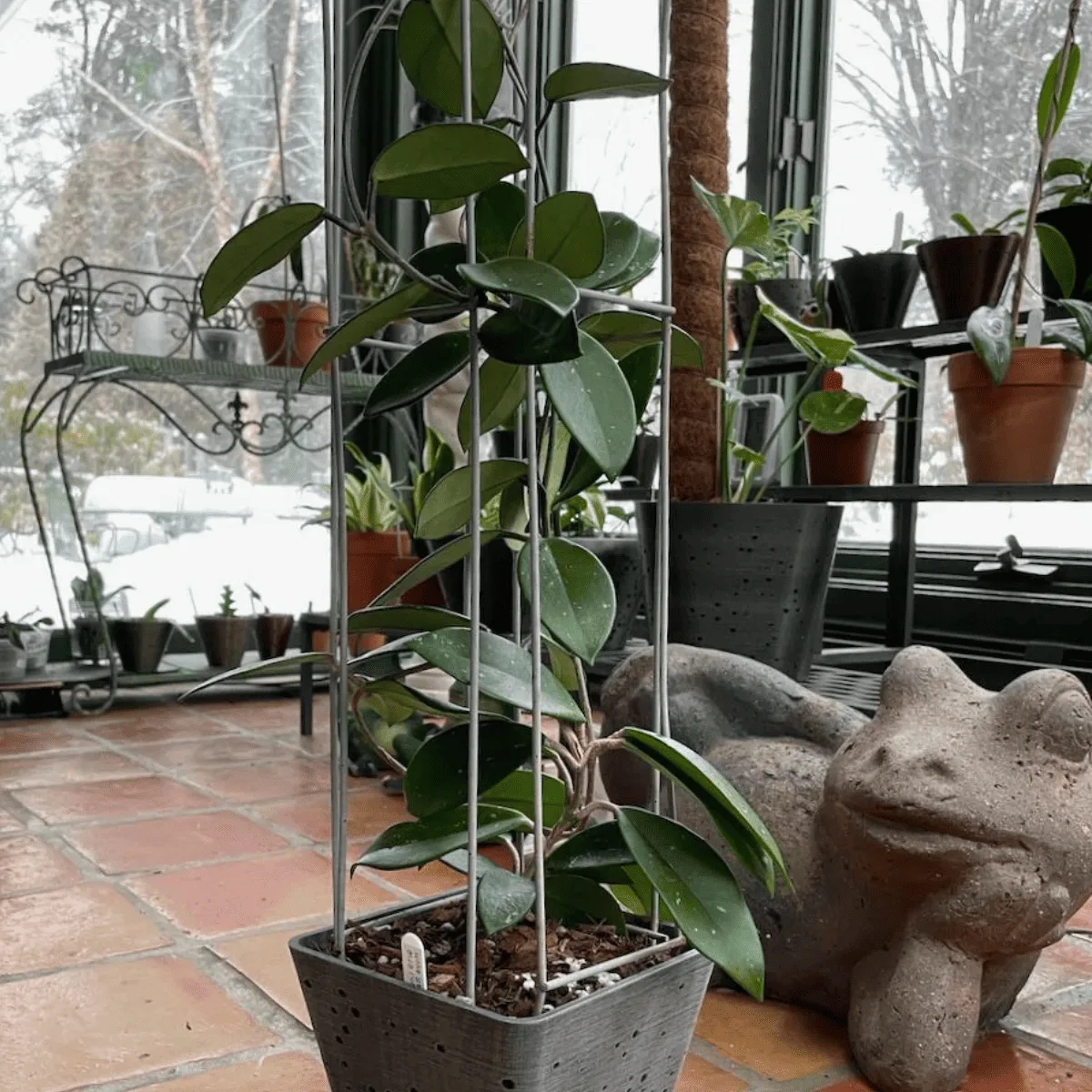 Winter Care for Hoya