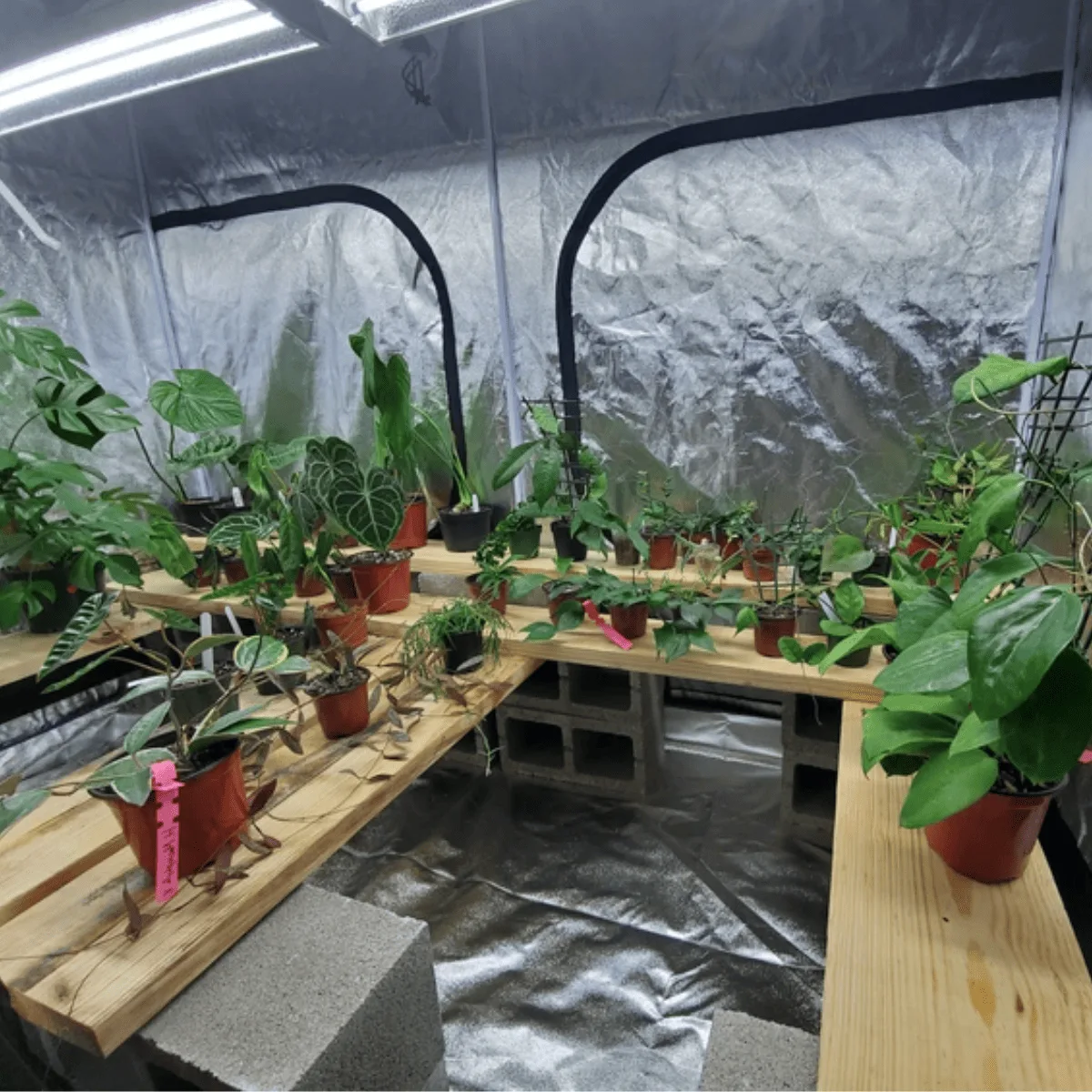 Hoya Grow Tent