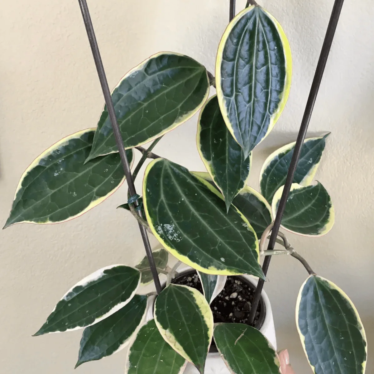 Hoya Macrophylla
