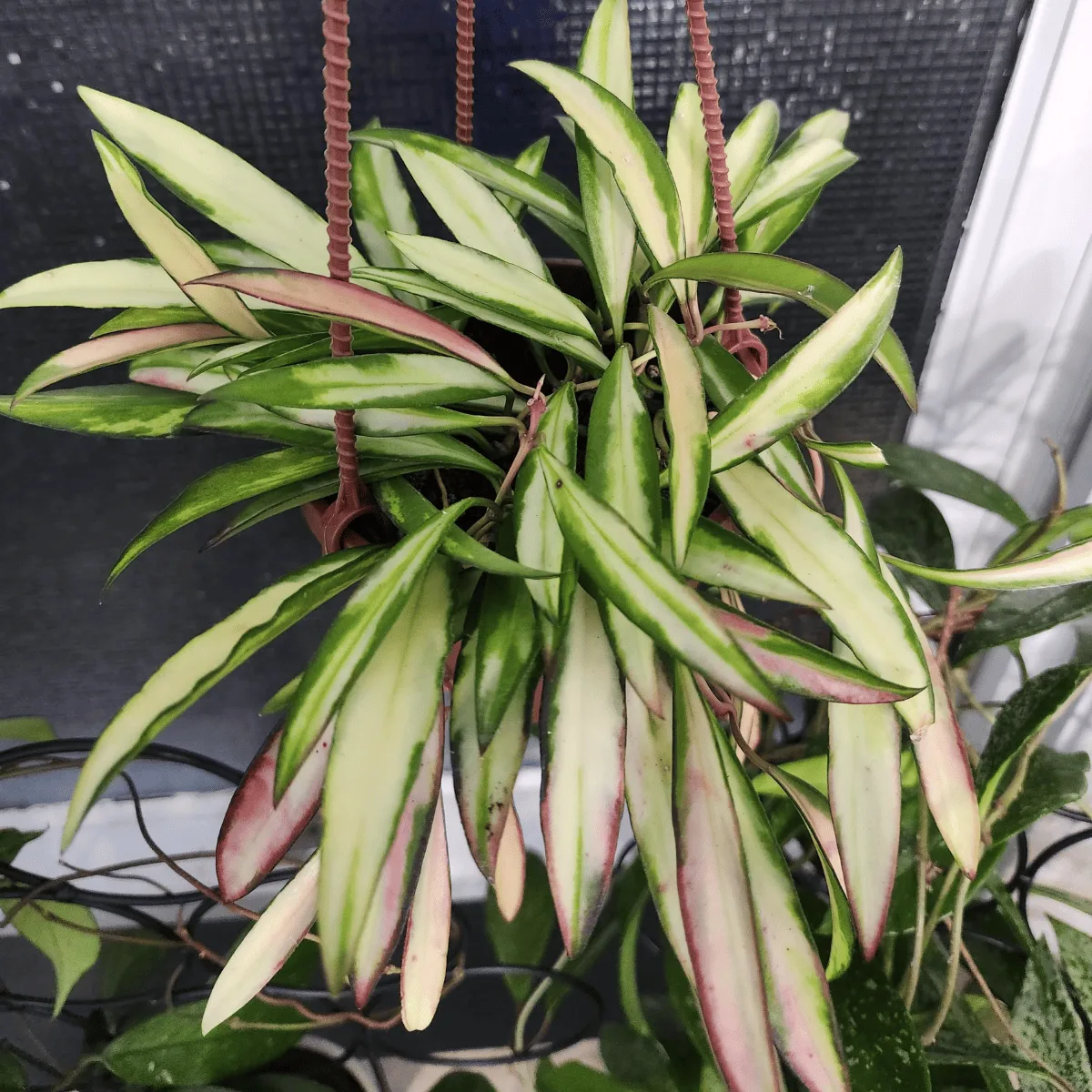 Hoya Wayetii Variegated