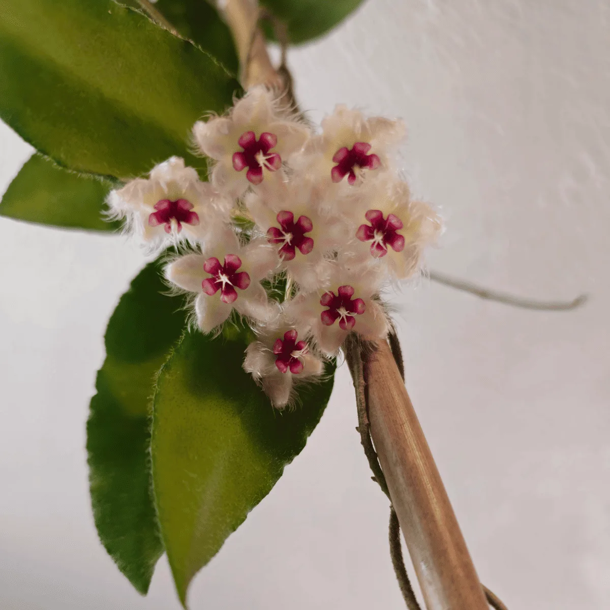 Hoya Caudata