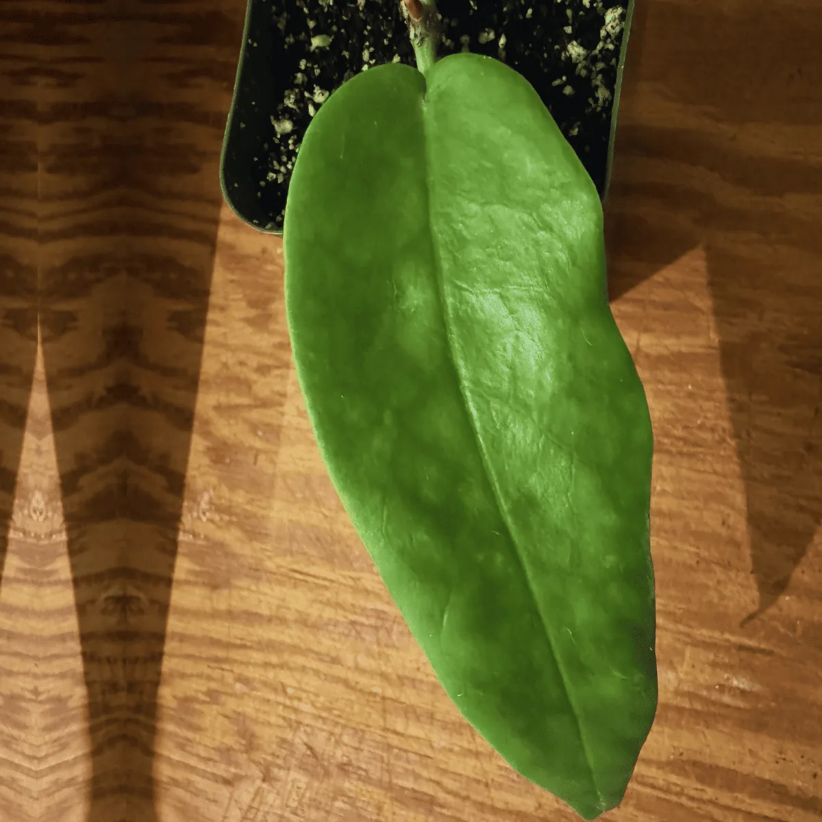 Hoya Archboldiana leave