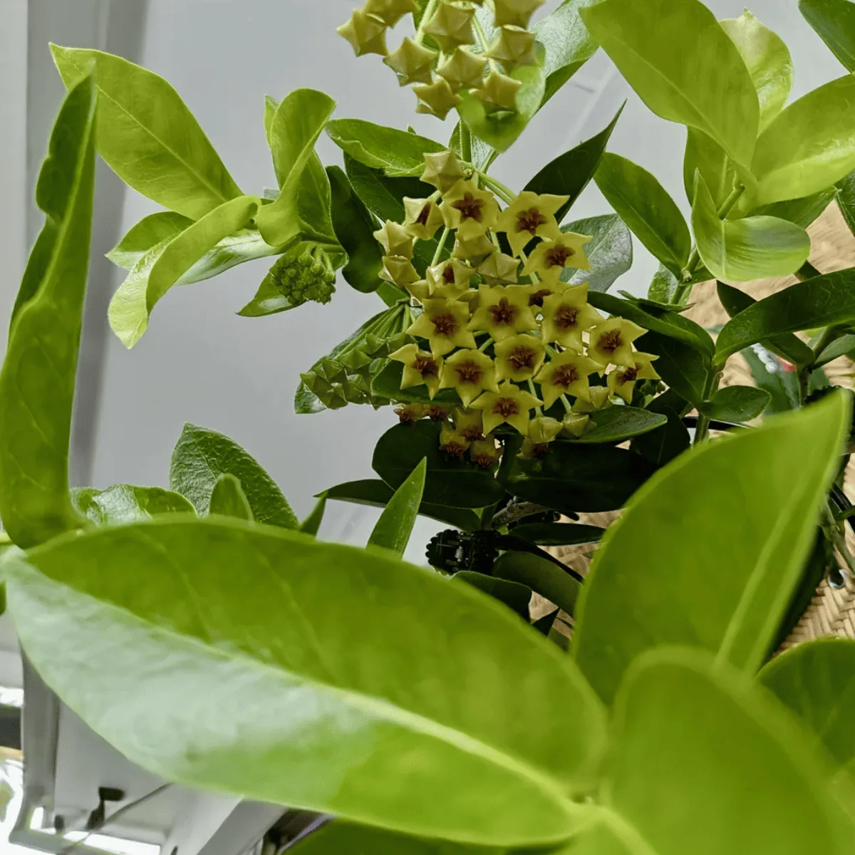 Hoya densifolia