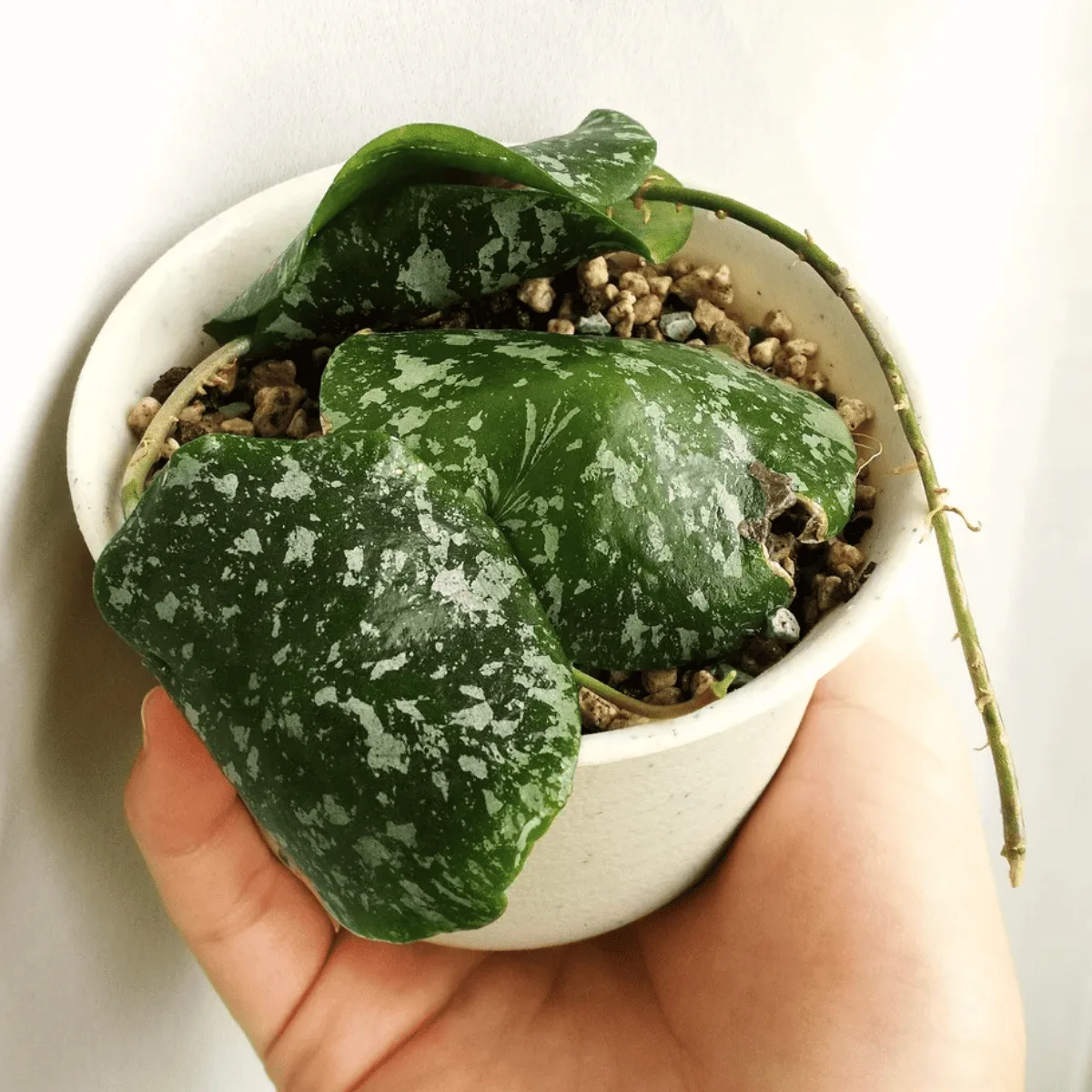 Hoya Imbricata leaves