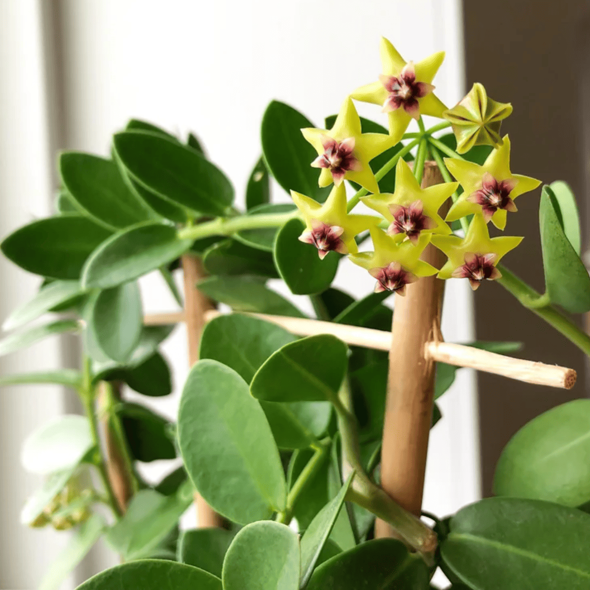 Hoya cumingiana