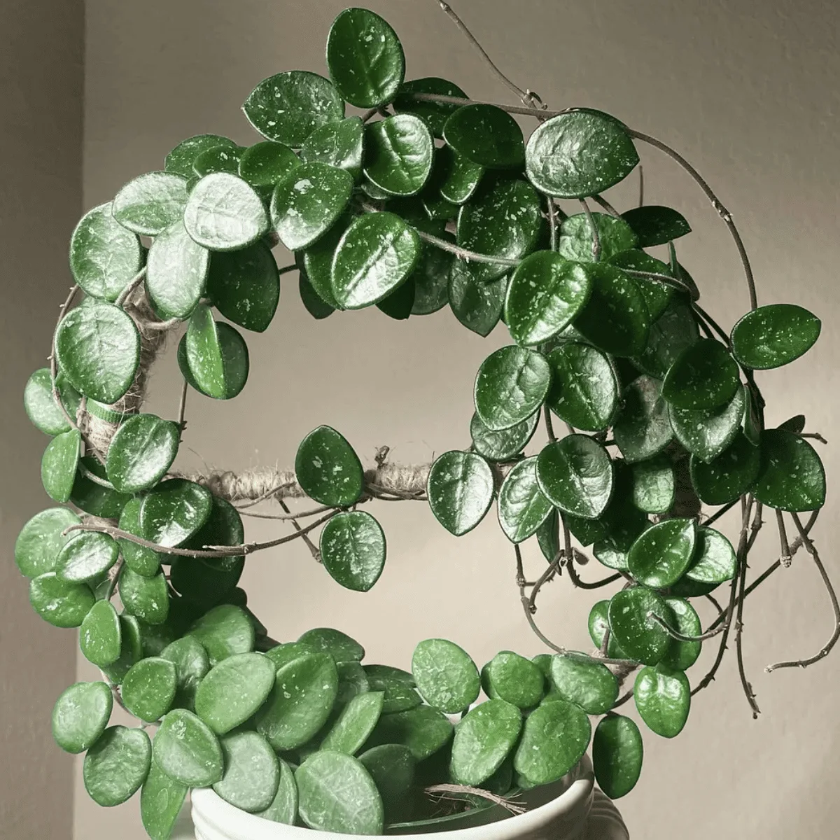 Discover the ultimate care guide for Hoya Mathilde