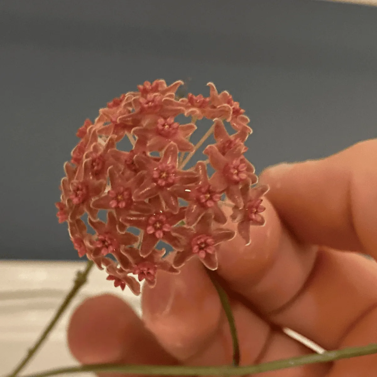 Hoya camphorifolia
