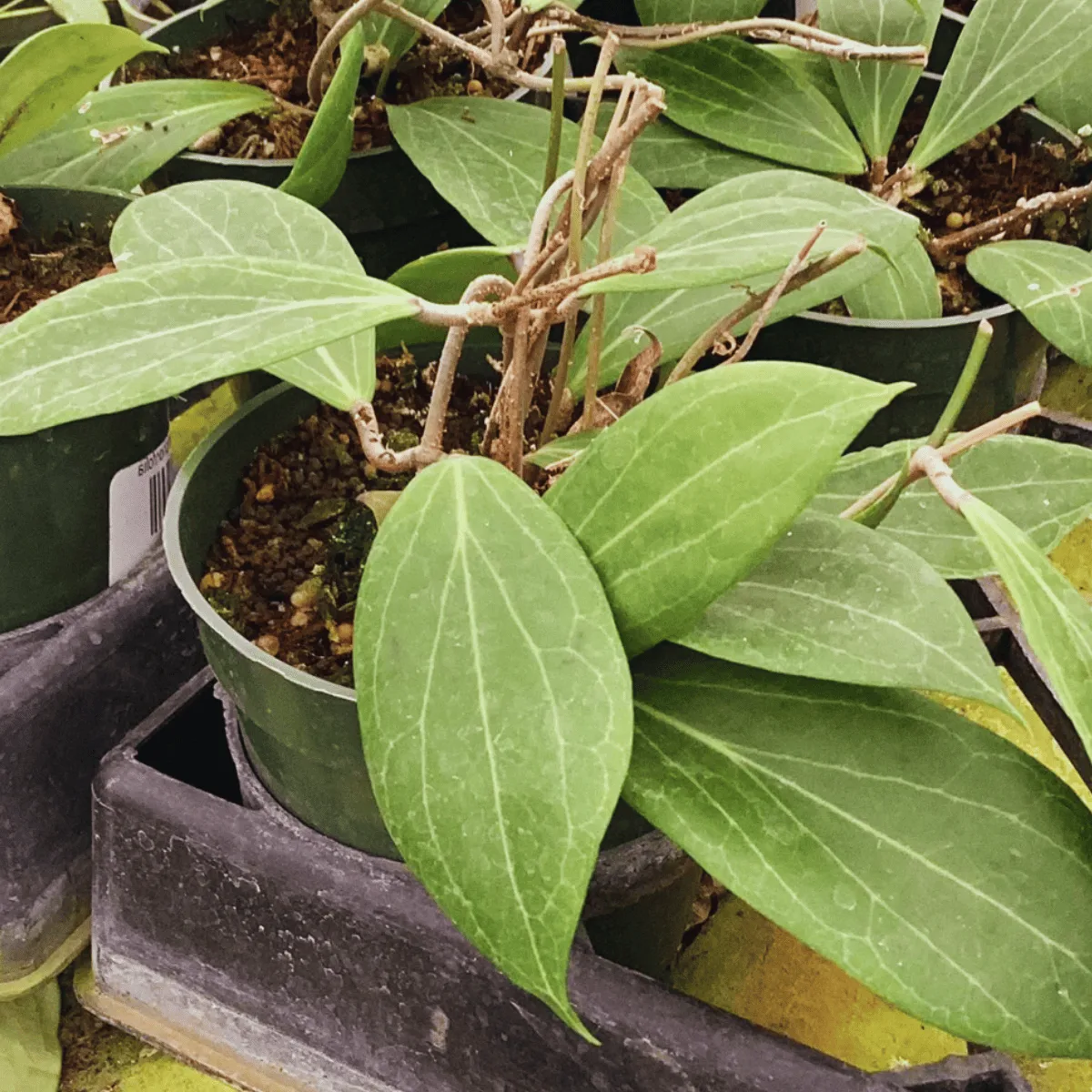 Hoya camphorifolia
