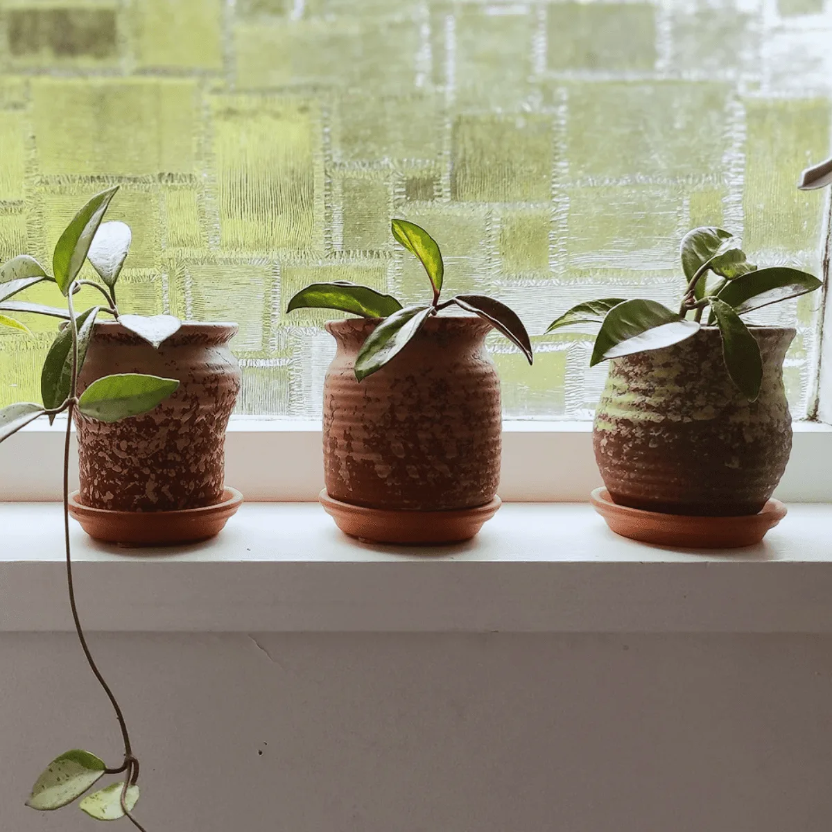 hoya repot