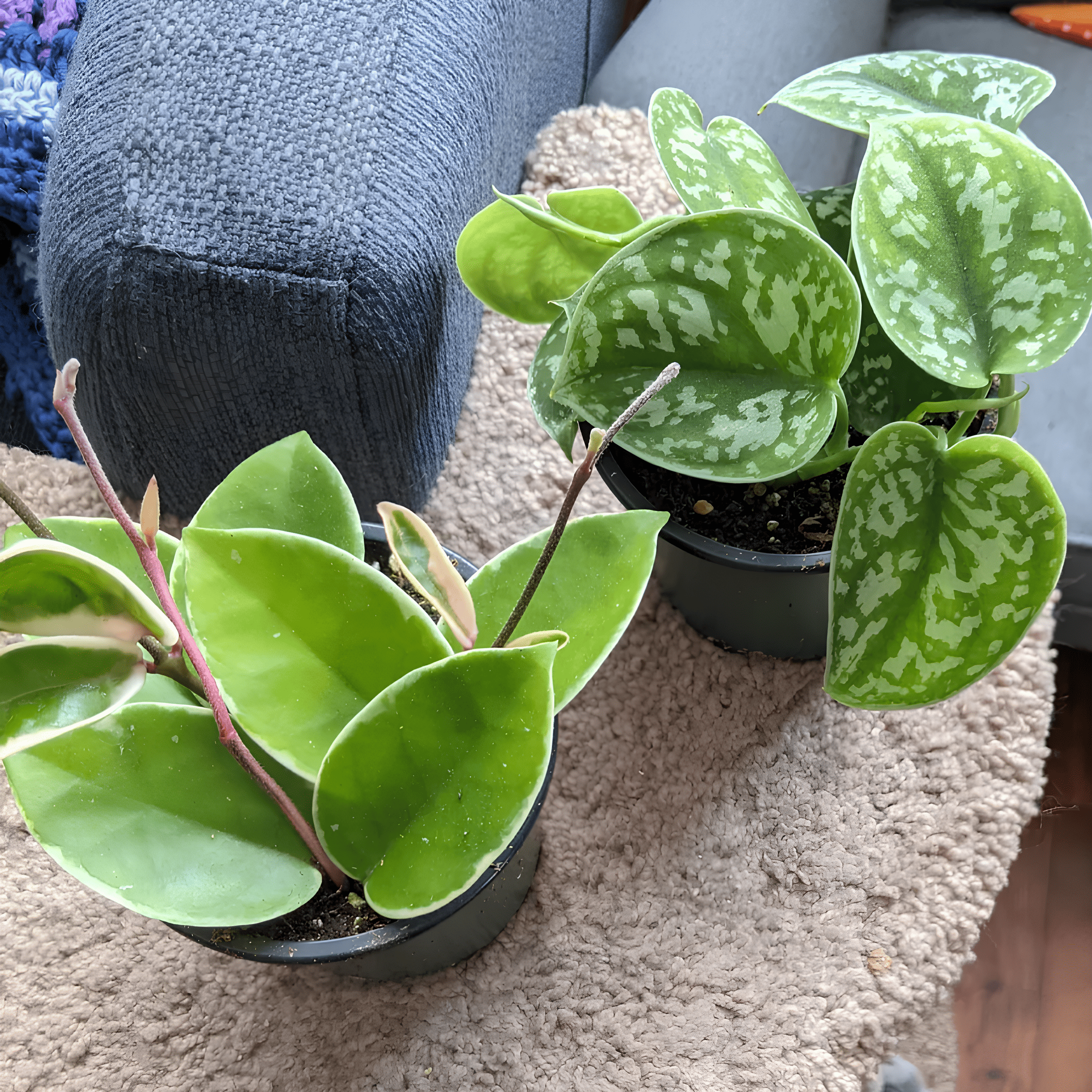 Hoya and Pothos